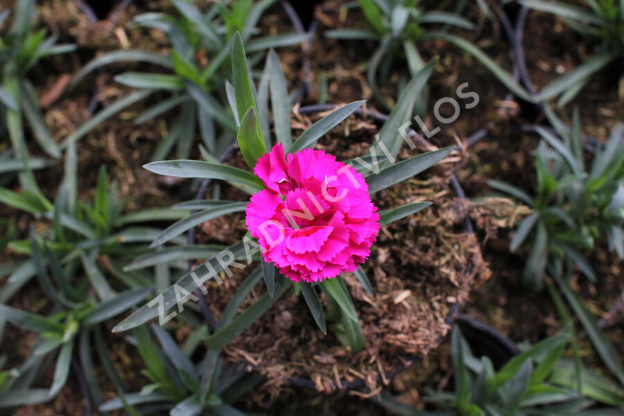 Hvozdík karafiát 'DiaDeur® Marie' - Dianthus caryophyllus 'DiaDeur® Marie'