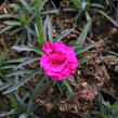 Hvozdík karafiát 'DiaDeur® Marie' - Dianthus caryophyllus 'DiaDeur® Marie'