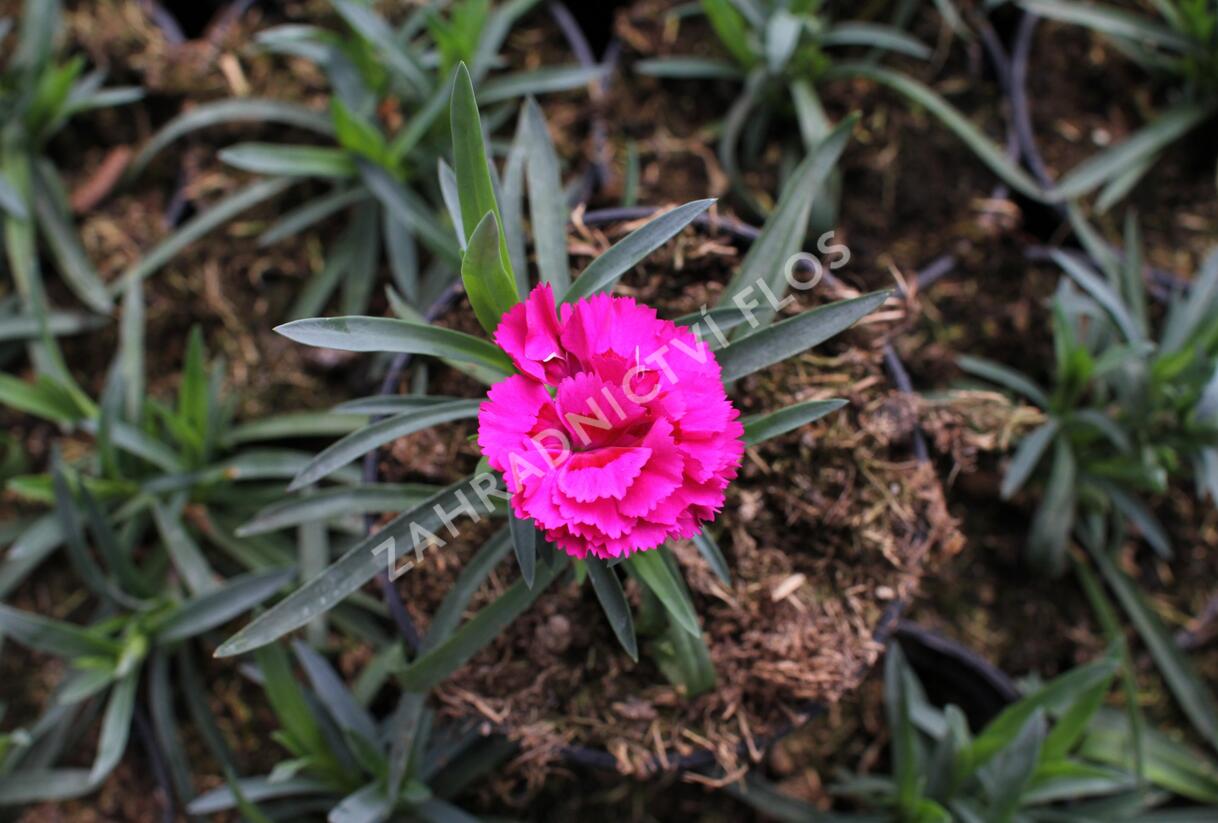 Hvozdík karafiát 'DiaDeur® Marie' - Dianthus caryophyllus 'DiaDeur® Marie'