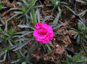 Hvozdík karafiát 'DiaDeur® Marie' - Dianthus caryophyllus 'DiaDeur® Marie'