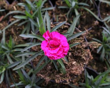 Hvozdík karafiát 'DiaDeur® Marie'