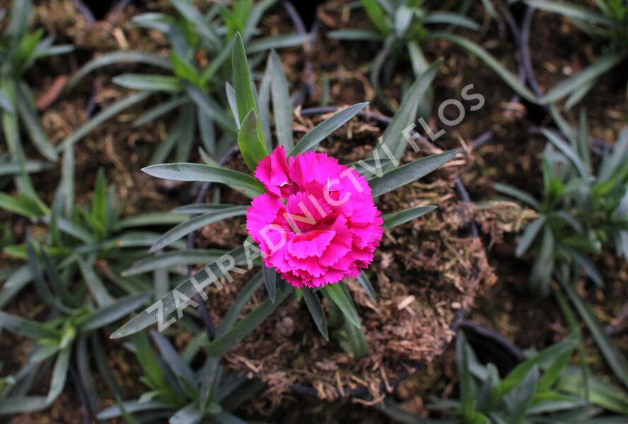 Hvozdík karafiát 'DiaDeur® Marie' - Dianthus caryophyllus 'DiaDeur® Marie'