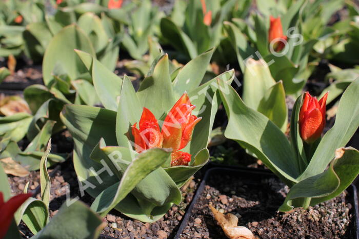 Tulipán botanický 'Fusilier' - Tulipa praestans 'Fusilier'