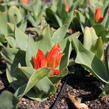 Tulipán botanický 'Fusilier' - Tulipa praestans 'Fusilier'