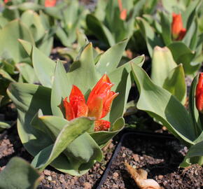 Tulipán botanický 'Fusilier' - Tulipa praestans 'Fusilier'