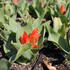 tulipan-botanicky-fusilier.jpg