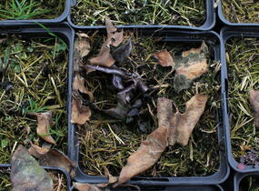 Kopytník 'Ling Ling' - Asarum maximum 'Ling Ling'