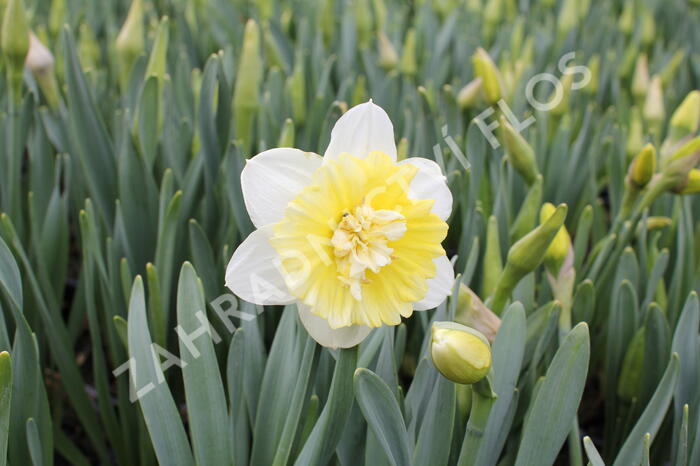 Narcis plnokvětý 'Ice King' - Narcissus Double 'Ice King'