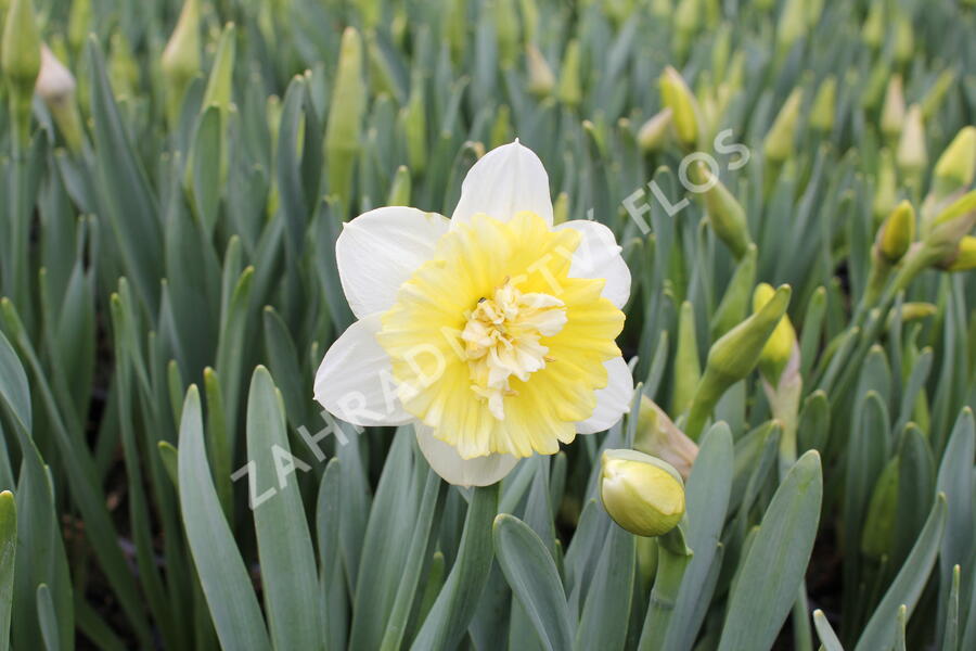 Narcis plnokvětý 'Ice King' - Narcissus Double 'Ice King'