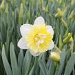 Narcis plnokvětý 'Ice King' - Narcissus Double 'Ice King'