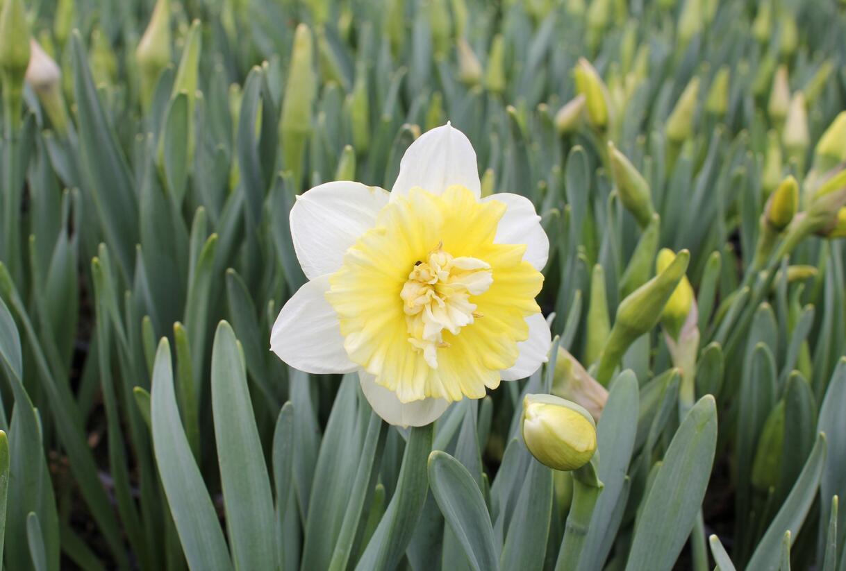 Narcis plnokvětý 'Ice King' - Narcissus double 'Ice King'