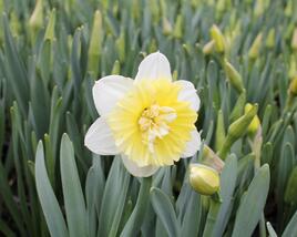 Narcis plnokvětý 'Ice King'