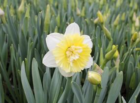 Narcis plnokvětý 'Ice King' - Narcissus double 'Ice King'