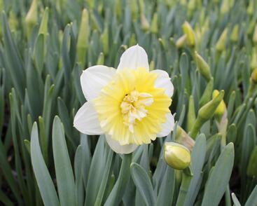 Narcis plnokvětý 'Ice King'