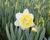 Narcis plnokvětý 'Ice King'