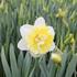 narcis-plnokvety-ice-king.jpg