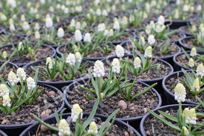 Modřenec 'White Magic' - Muscari aucheri 'White Magic'