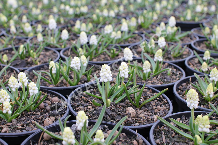 Modřenec 'White Magic' - Muscari aucheri 'White Magic'