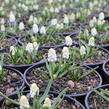 Modřenec 'White Magic' - Muscari aucheri 'White Magic'