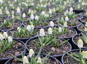Modřenec 'White Magic' - Muscari aucheri 'White Magic'