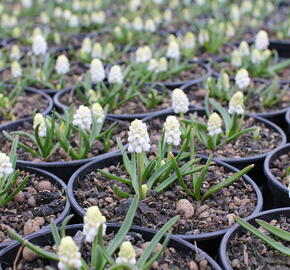 Modřenec 'White Magic' - Muscari aucheri 'White Magic'