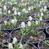 modrenec-white-magic.jpg