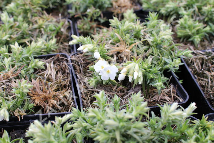 Plamenka šídlovitá 'Spring White' - Phlox subulata 'Spring White'