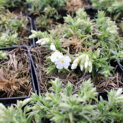 Plamenka šídlovitá 'Spring White' - Phlox subulata 'Spring White'