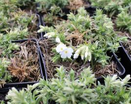 Plamenka šídlovitá 'Spring White'