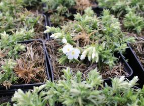 Plamenka šídlovitá 'Spring White' - Phlox subulata 'Spring White'