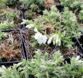 Plamenka šídlovitá 'Spring White' - Phlox subulata 'Spring White'