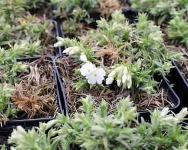 Plamenka šídlovitá 'Spring White'