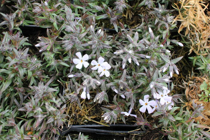 Plamenka šídlovitá 'Spring Lavender' - Phlox subulata 'Spring Lavender'