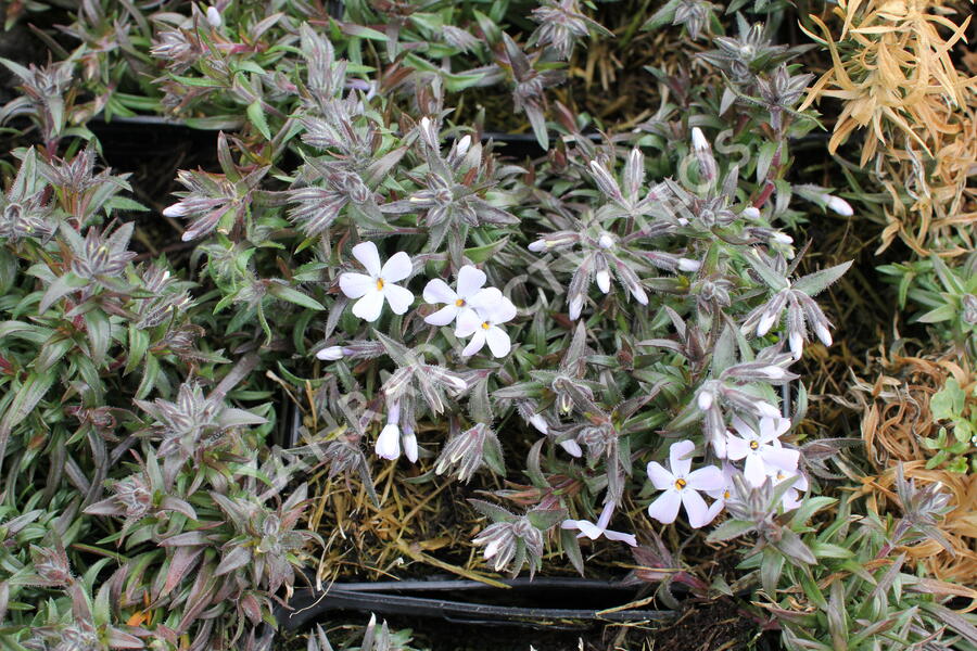 Plamenka šídlovitá 'Spring Lavender' - Phlox subulata 'Spring Lavender'