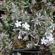Plamenka šídlovitá 'Spring Lavender' - Phlox subulata 'Spring Lavender'