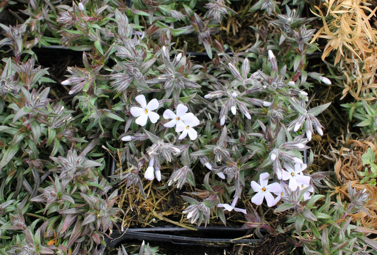 Plamenka šídlovitá 'Spring Lavender' - Phlox subulata 'Spring Lavender'