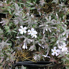 Plamenka šídlovitá 'Spring Lavender' - Phlox subulata 'Spring Lavender'