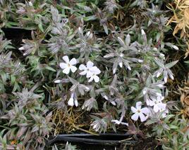 Plamenka šídlovitá 'Spring Lavender'