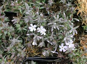 Plamenka šídlovitá 'Spring Lavender' - Phlox subulata 'Spring Lavender'