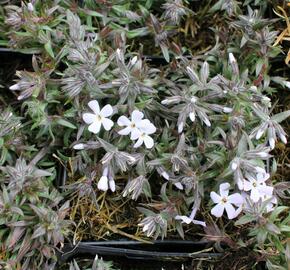 Plamenka šídlovitá 'Spring Lavender' - Phlox subulata 'Spring Lavender'