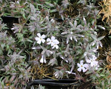 Plamenka šídlovitá 'Spring Lavender'