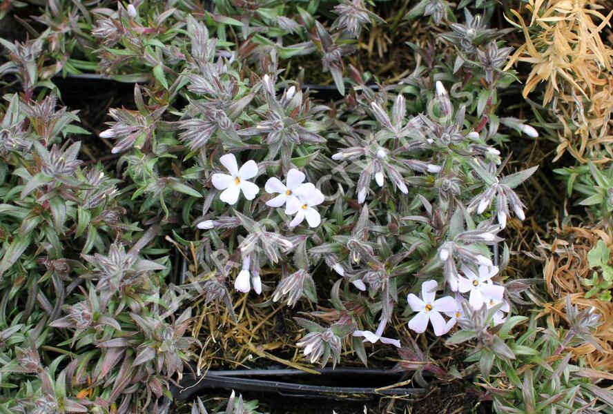 Plamenka šídlovitá 'Spring Lavender' - Phlox subulata 'Spring Lavender'