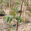 Tavolníkovec jeřábolistý - Sorbaria sorbifolia