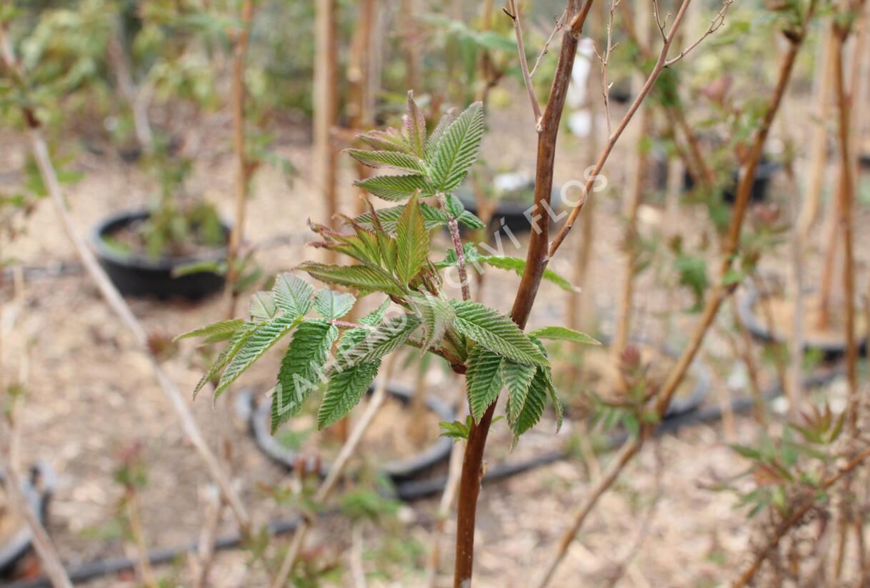 Tavolníkovec jeřábolistý - Sorbaria sorbifolia