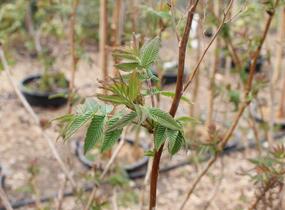 Tavolníkovec jeřábolistý - Sorbaria sorbifolia
