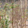 Tavolníkovec jeřábolistý - Sorbaria sorbifolia