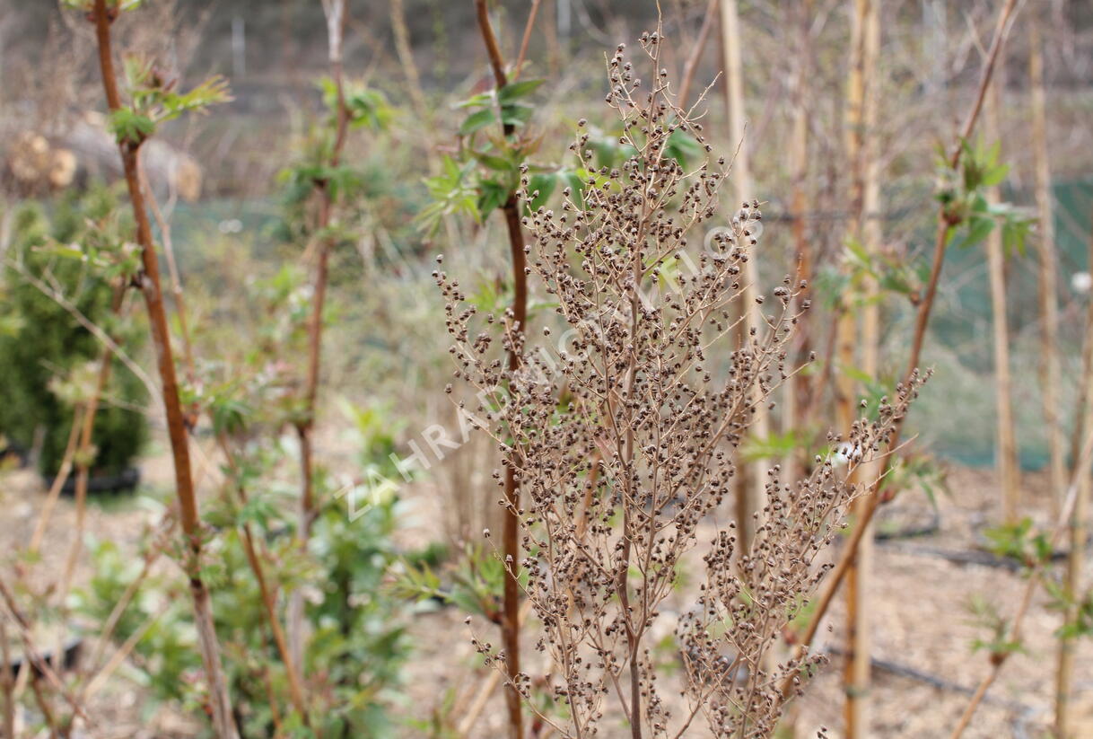 Tavolníkovec jeřábolistý - Sorbaria sorbifolia