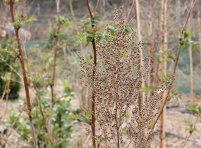 Tavolníkovec jeřábolistý - Sorbaria sorbifolia