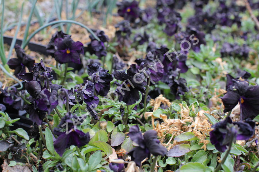 Violka růžkatá 'Molly Sandersen' - Viola cornuta 'Molly Sandersen'