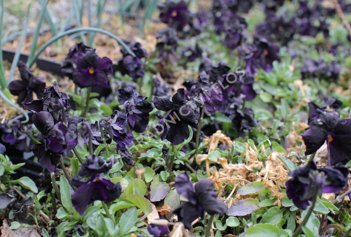 Violka růžkatá 'Molly Sandersen' - Viola cornuta 'Molly Sandersen'